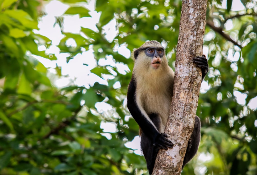 The Hub Erlebnis & Die Affen von Tafi Atome